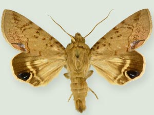 Litoprosopus linea