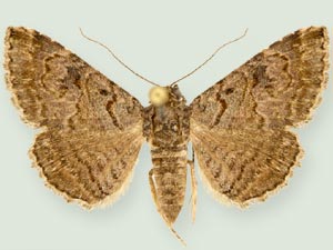 Toxonprucha killamae