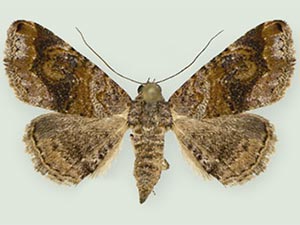 Toxonprucha killamae