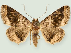 Toxonprucha killamae