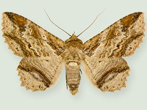 Zale lafontainei