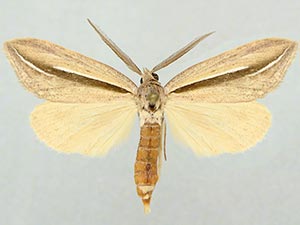 Doryodes desoto