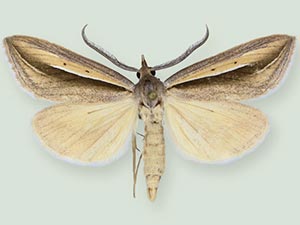 Doryodes fulva