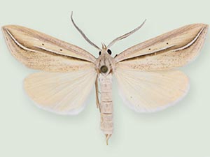 Doryodes acta