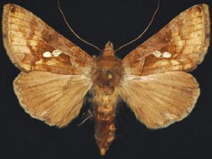 Chrysodeixis chalcites