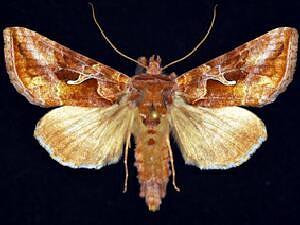 Autographa rubidus