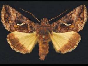 Autographa sansoni