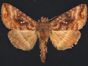 Autographa buraetica