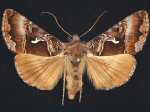 Autographa speciosa