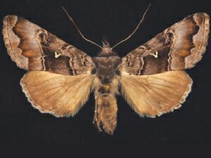 Autographa v-alba