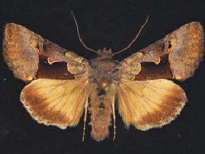 Syngrapha diasema