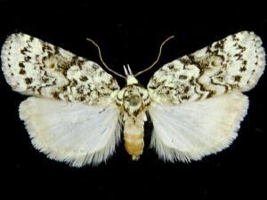 Nycteola columbiana