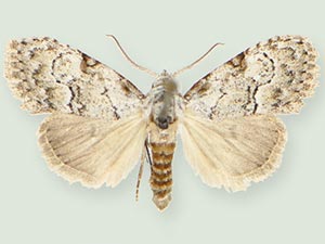 Meganola georgei