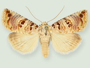 Diastema leo