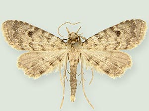 Sigela subincisa