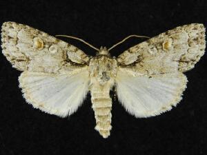 Acronicta albarufa