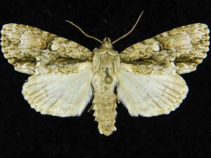 Acronicta connecta