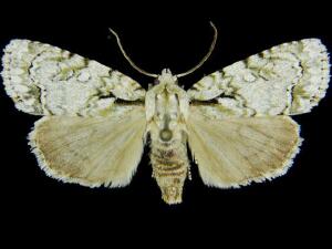 Acronicta vinnula