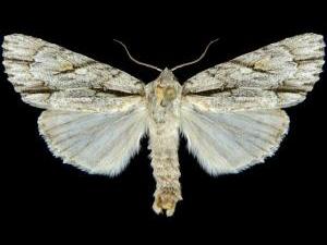 Acronicta thoracica