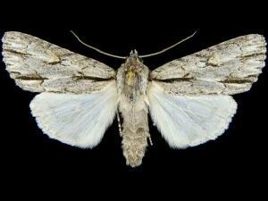 Acronicta strigulata