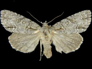 Acronicta spinigera