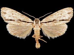 Acronicta perblanda