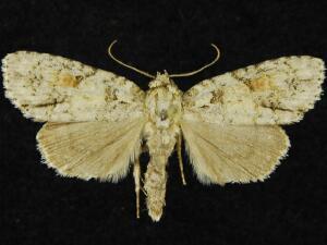 Acronicta exilis