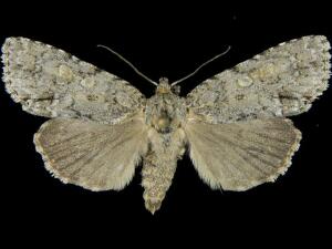 Acronicta immodica