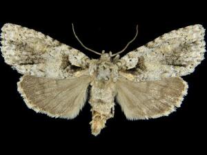 Acronicta ovata