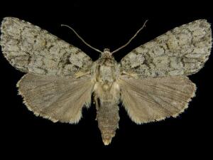 Acronicta modica