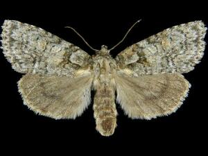 Acronicta modica