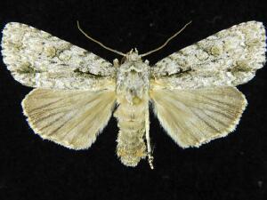 Acronicta clarescens