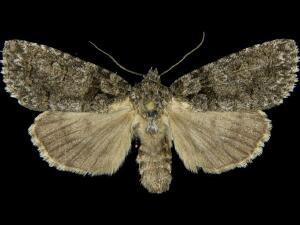 Acronicta tristis