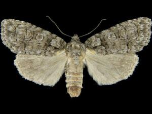 Acronicta tristis