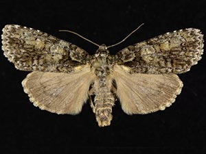 Acronicta cryptica