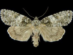 Acronicta increta