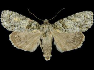 Acronicta increta