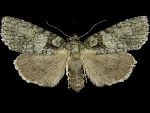 Acronicta increta