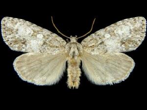 Acronicta retardata