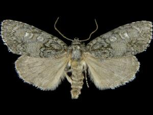 Acronicta retardata