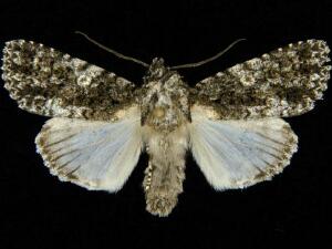 Acronicta afflicta