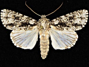 Acronicta wiklei