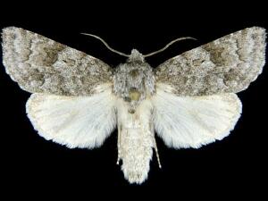 Acronicta sperata