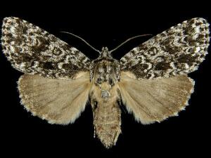 Acronicta noctivaga