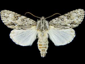 Acronicta longa