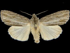 Acronicta lithospila