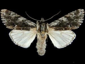 Acronicta perdita