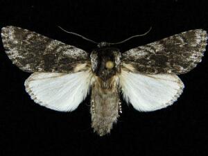 Acronicta othello