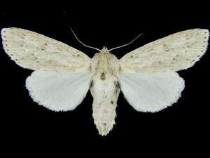 Acronicta oblinita