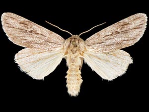 Acronicta sinescripta